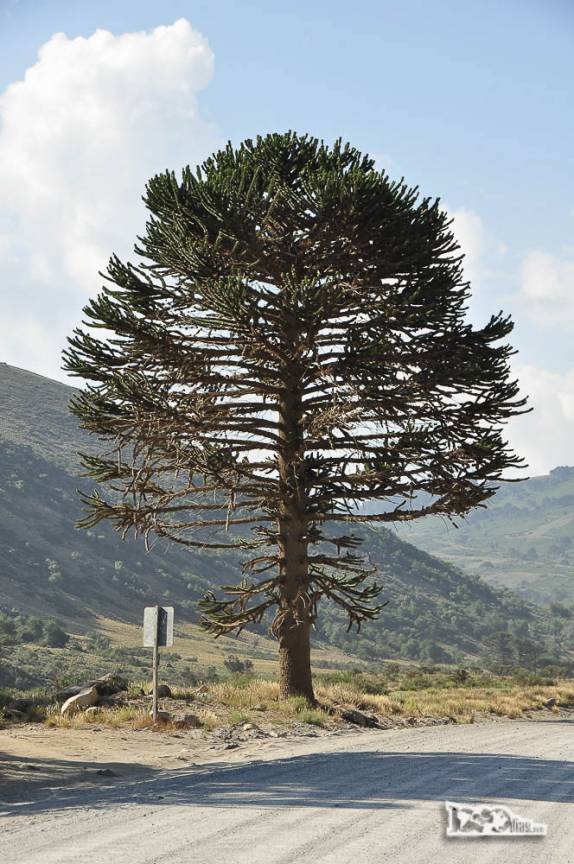 Uma legítima araucária na região de Junín de Los Andes, no sul da Argentina